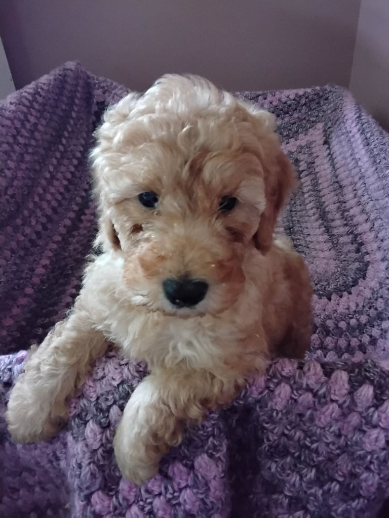 Cockapoo puppies 