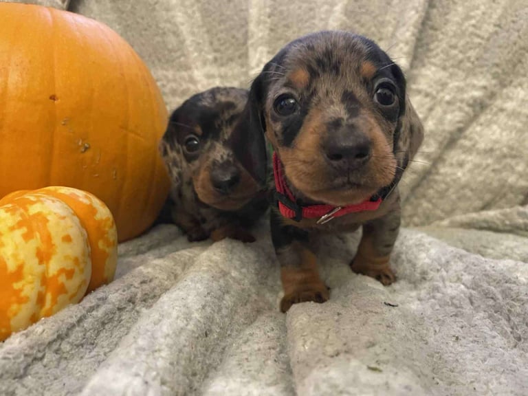 Beautiful Miniature Dachshunds 