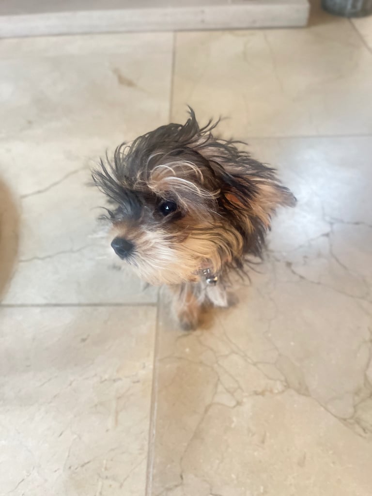 Yorkie female puppy 