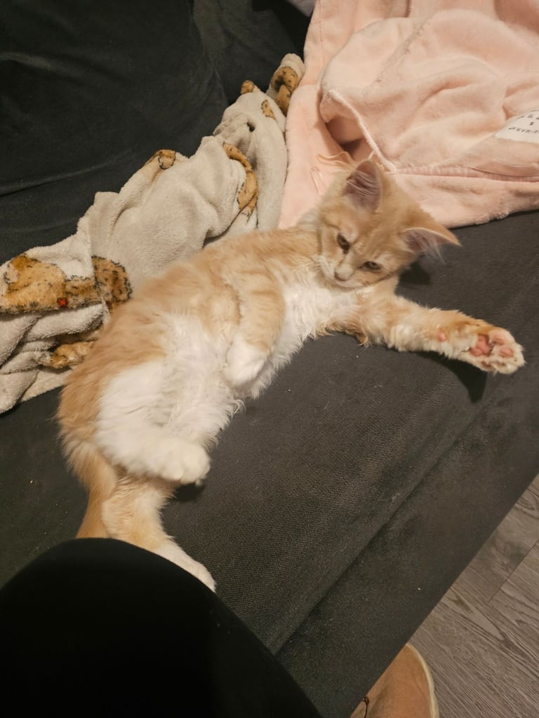 Female main coon for sale