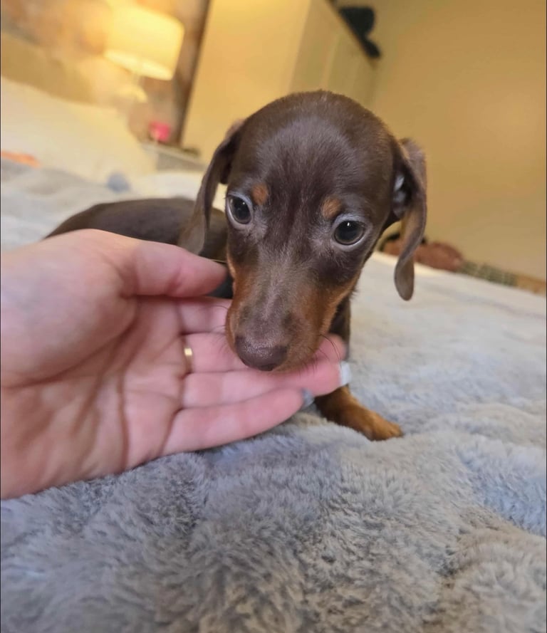 Miniature Dachshund Puppies