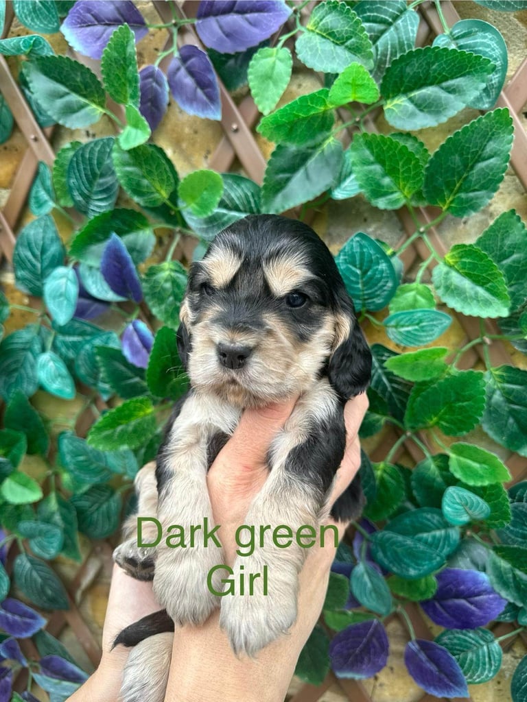 Superb show type cocker spaniel puppies 