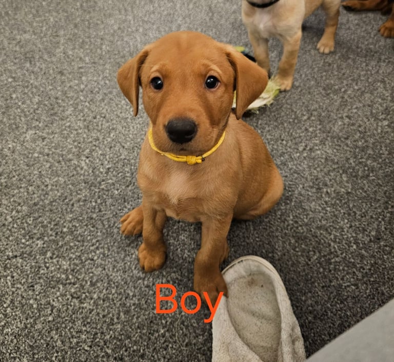 2 BOYS 1 GIRL LEFT labrador puppies ready 17th October 