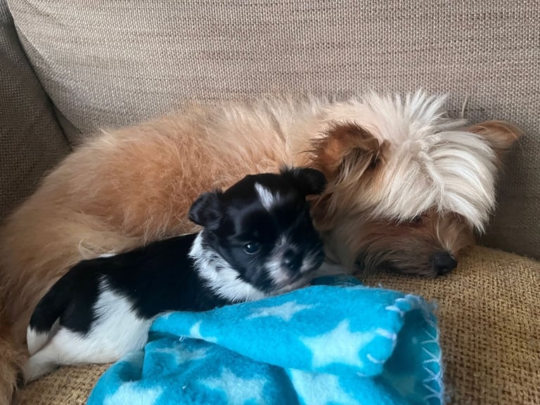 Beautiful male Shih Apso