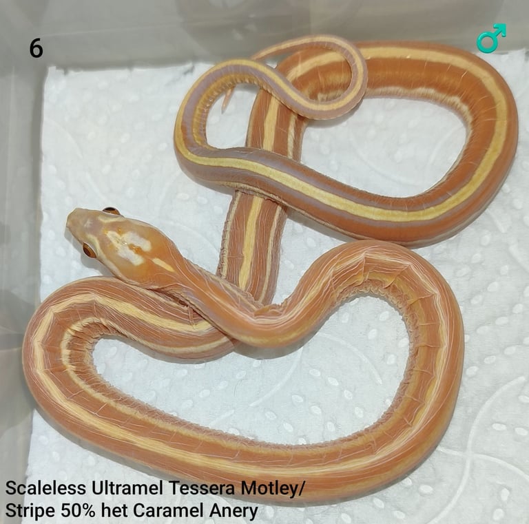 image for Scaleless Cornsnakes
