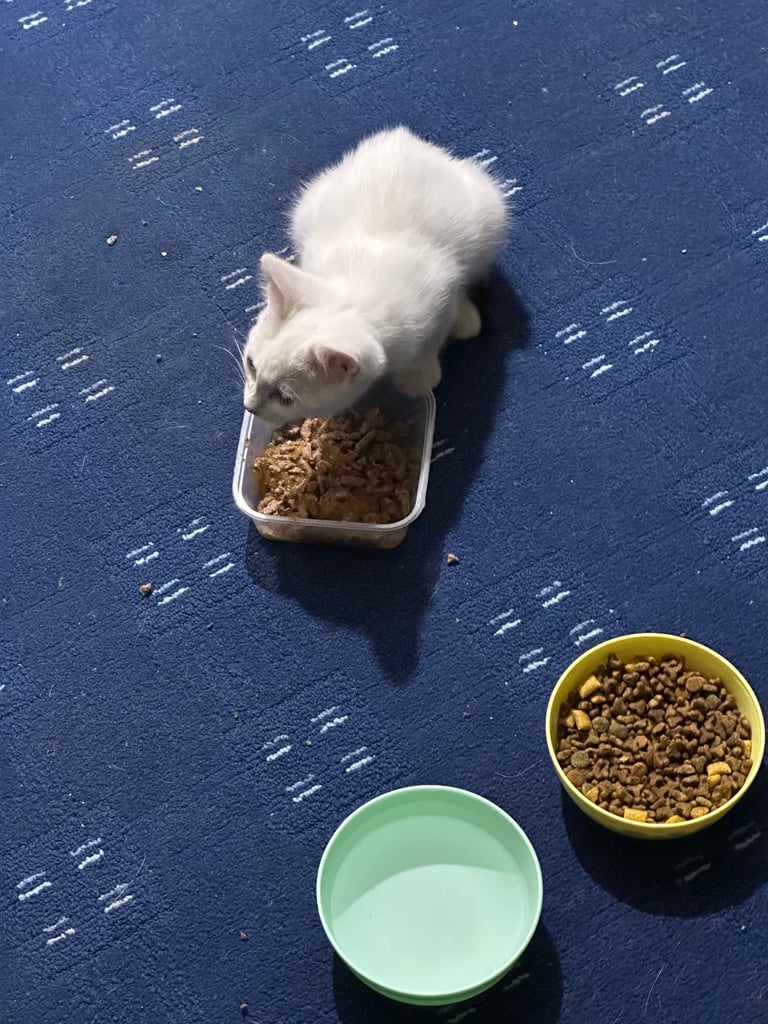 White male kitten with green eyes 2 month old 