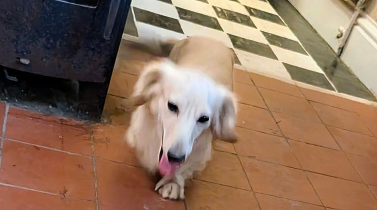  Hi, I’m a long-haired Mini pup! 💕 Rare creams & black & tans — will you be my new mummy or daddy?