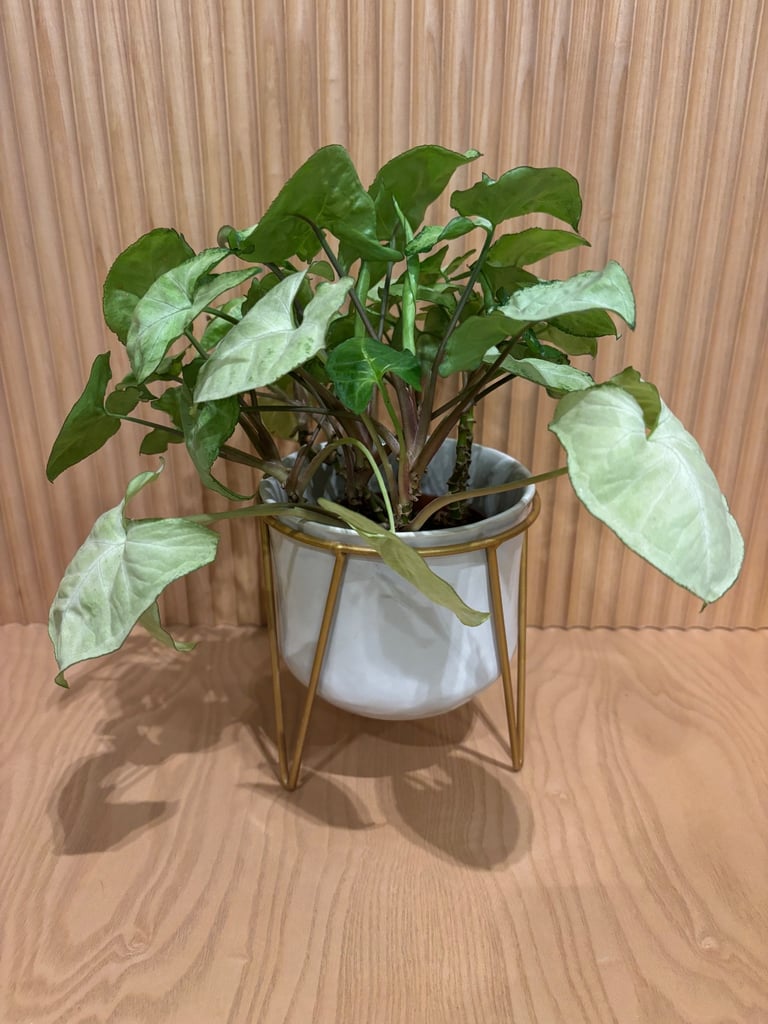 image for White Ceramic Plant Pot & Gold Stand
