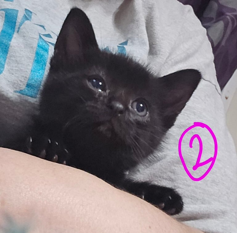 Kitten