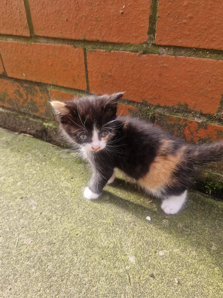 Kitten 