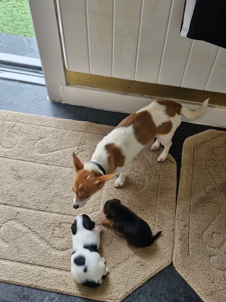 Miniature jack russells
