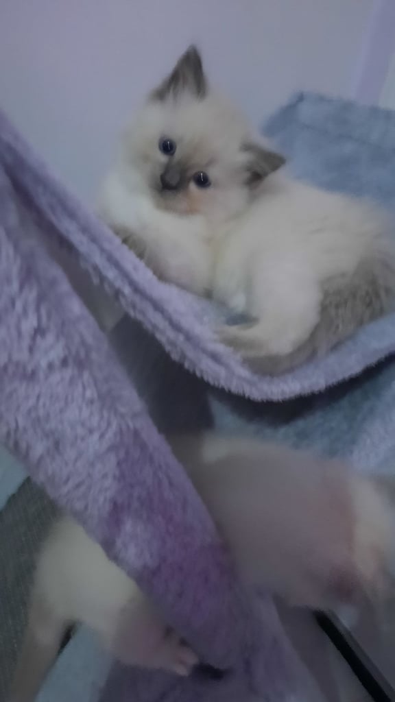Ragdoll Kitten