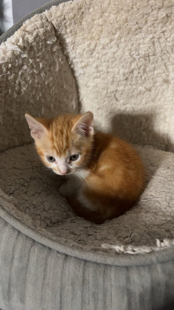 8 week old Ginger kitten ready to leave!