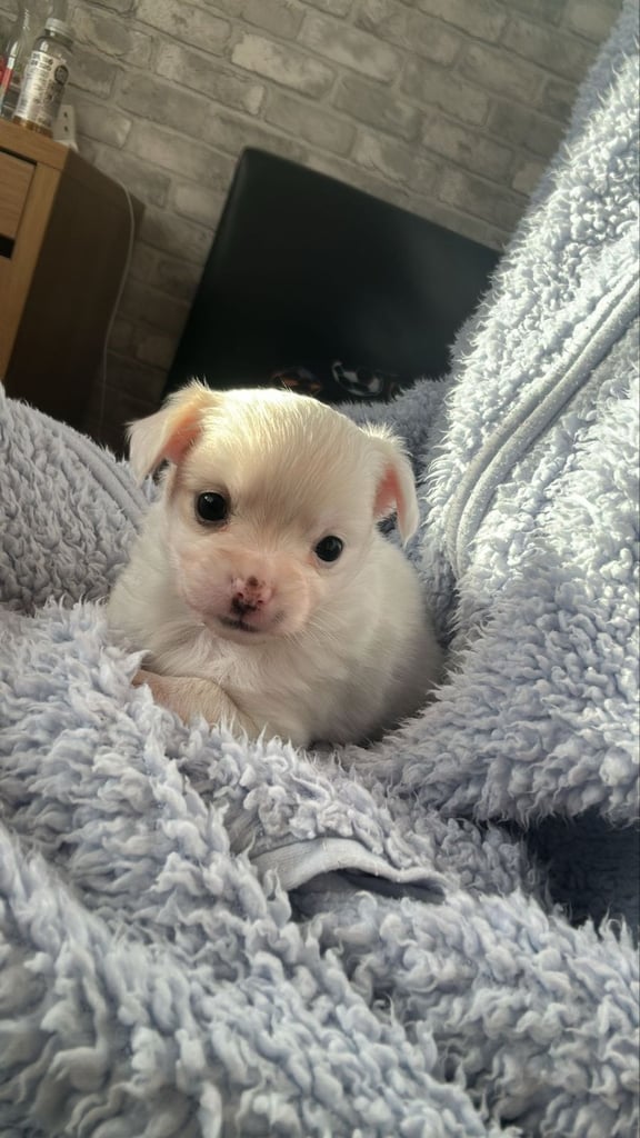 Chihuahua long hair puppies 