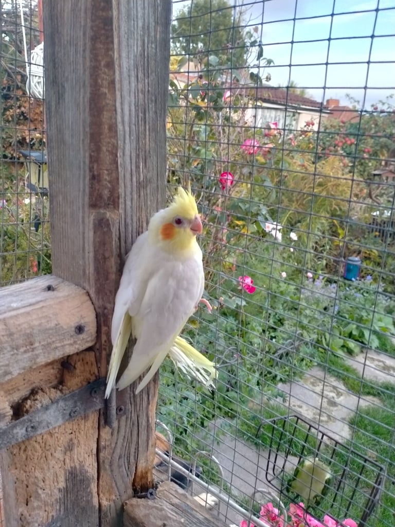 Cockatiels and Budgies - Bristol 