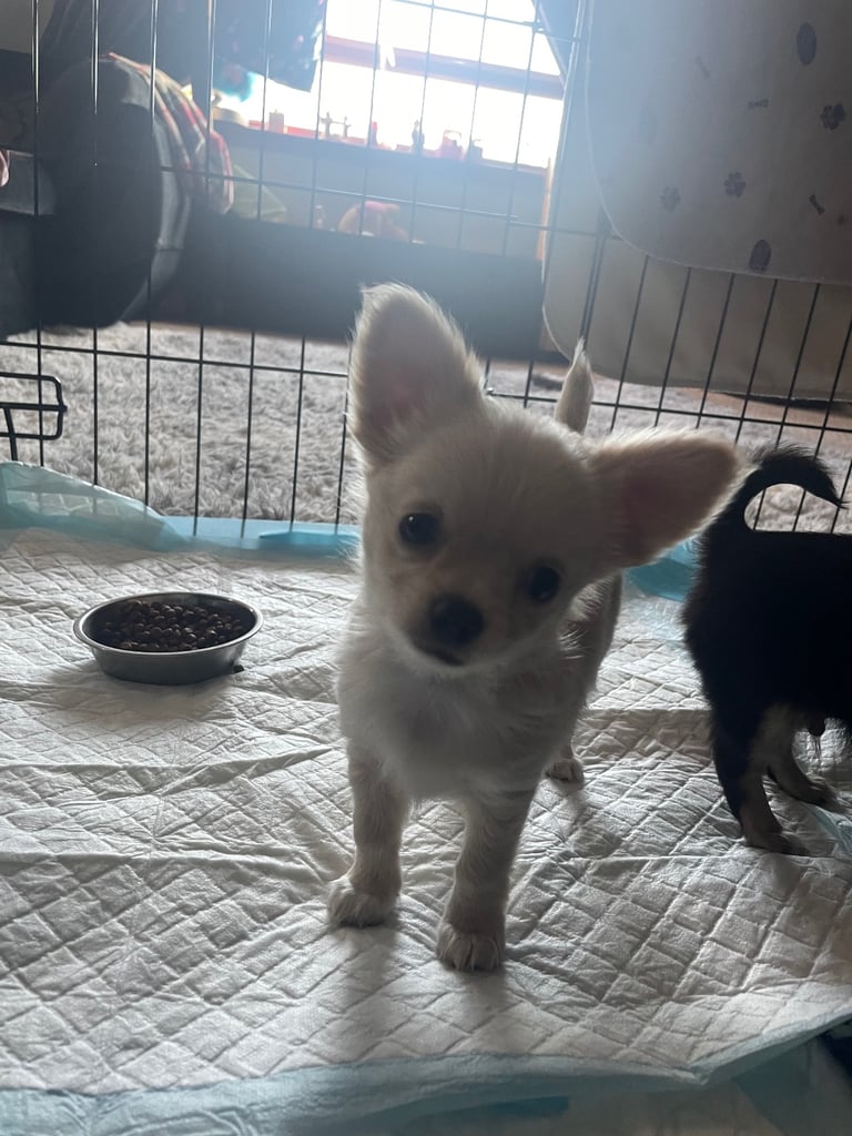 🐾Chihuahua puppies🐾2boys💙💙1girl💜