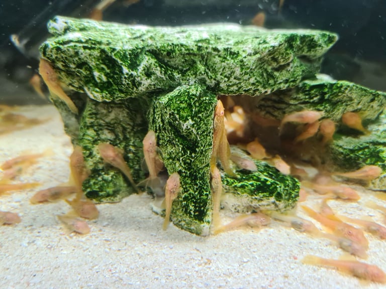 Baby gold bristlenose 