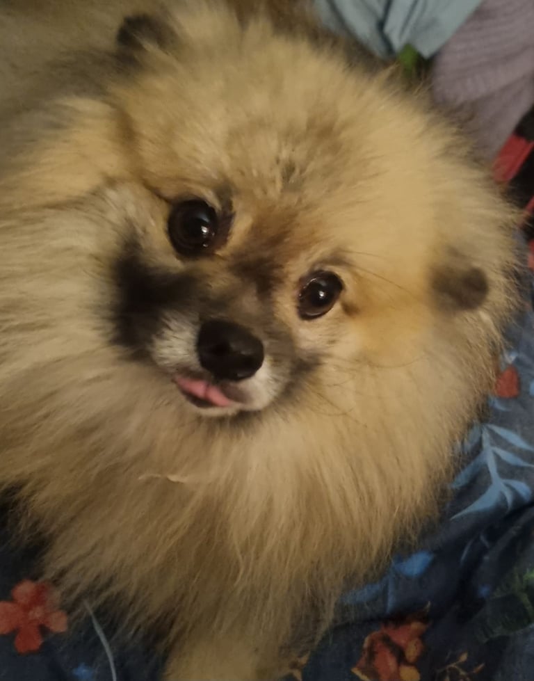 Pomeranian 