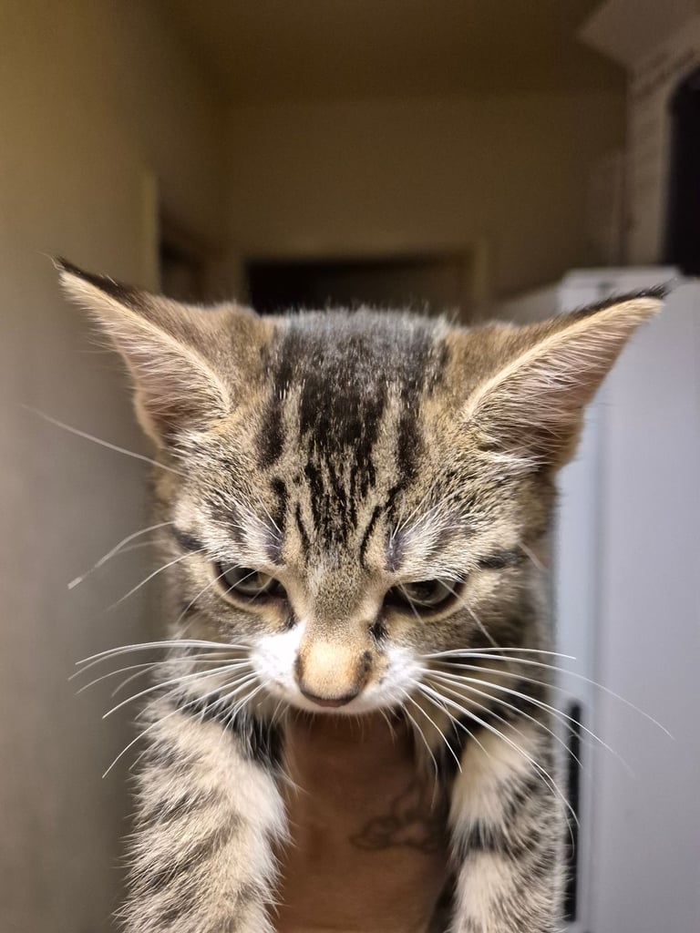 Girl kitten for sale