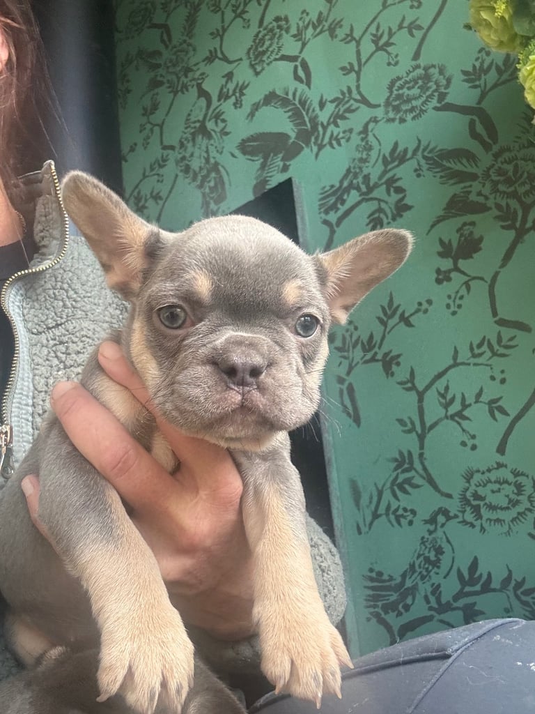 Frenchie boys and girls homie x Apollo lines 