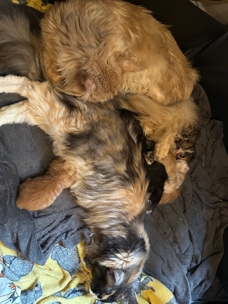 XL Main Coon Kittens ready soon for sale 