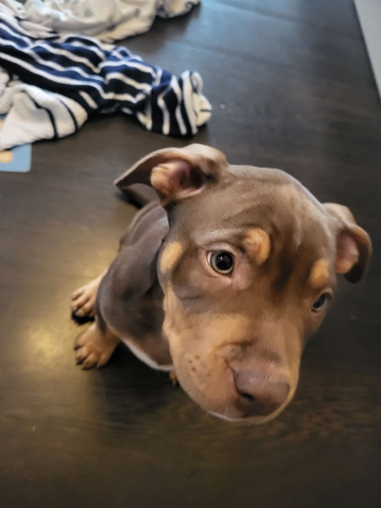 Staffordshire mix pup 