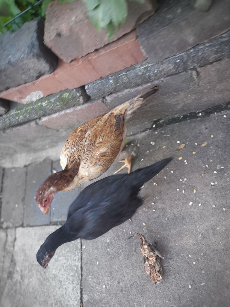 image for Aseel chicken for sale 