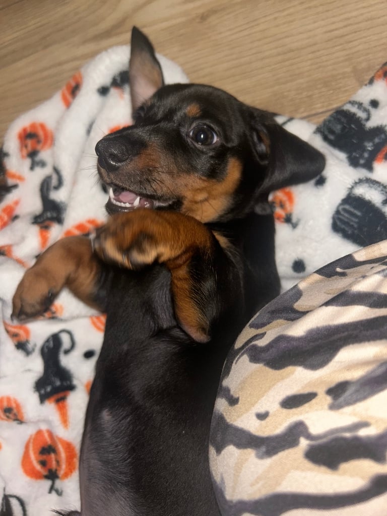 Black & tan Miniature dachshund 