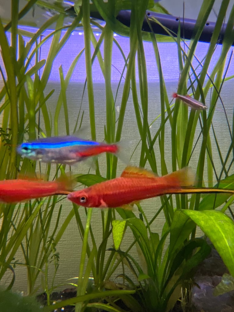 Red swordtail fish