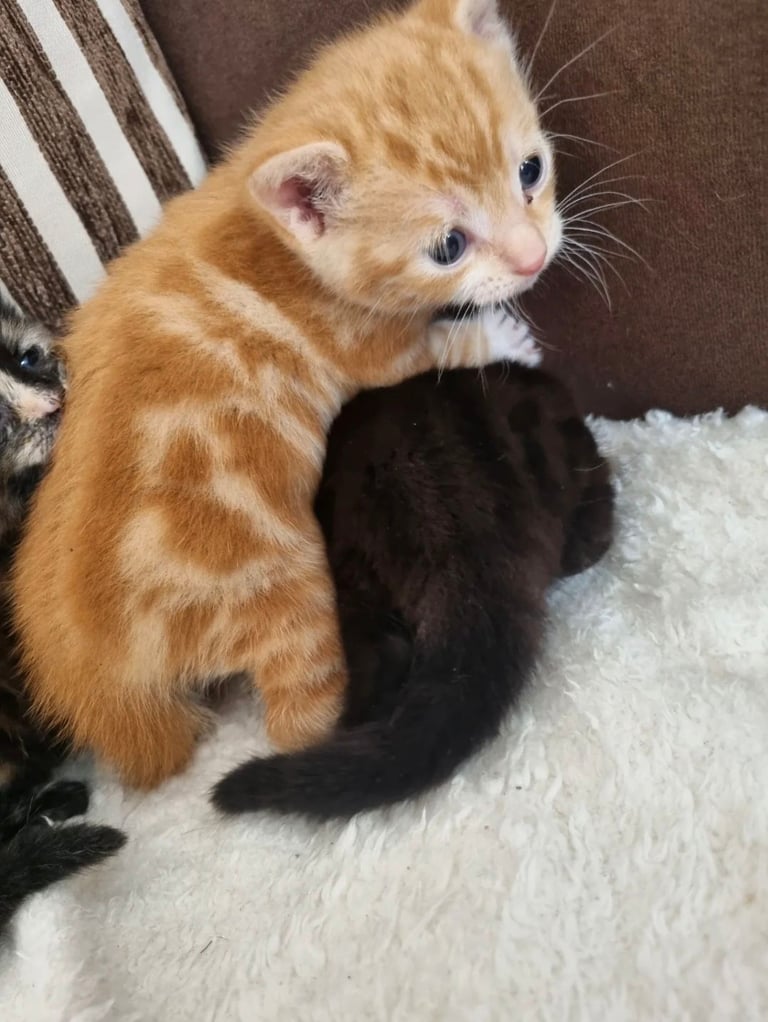 Kittens for sale 