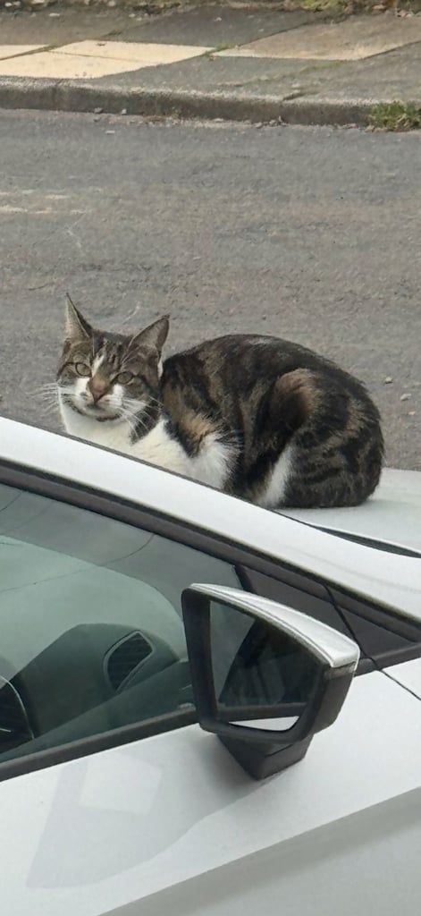 LOST CAT SHIPLEY BD18 Thackley Windhill area please help And share thank you 