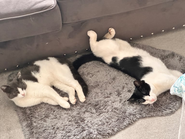 Beautiful Domestic Cats – Mum, Dad & 3 Adorable Kittens (2 Boys, 1 Girl)