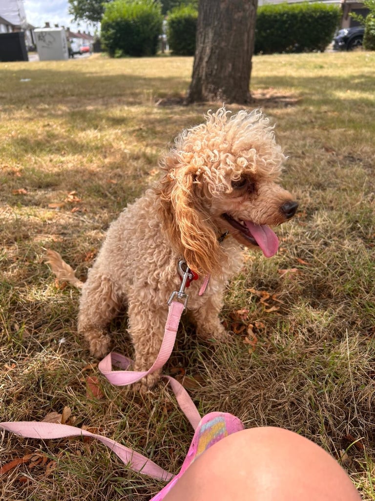 Miniature poodle male 