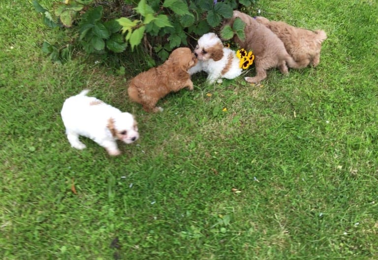 STUNNING HEALTH CHECKED CAVAPOO PUPPIES 