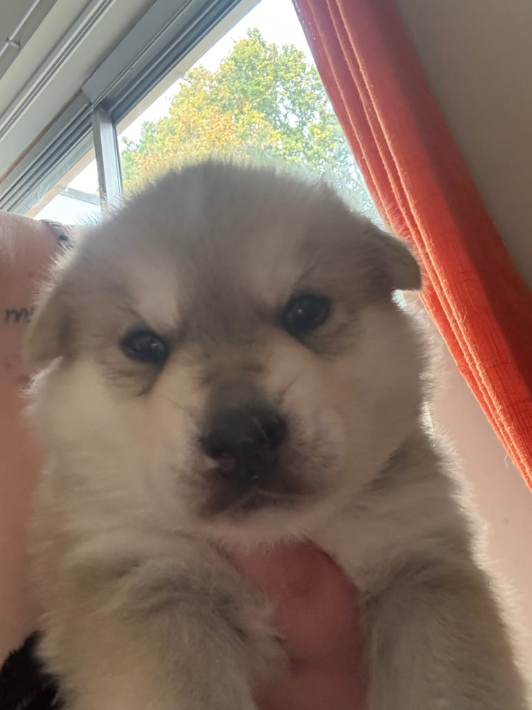 Puppies 