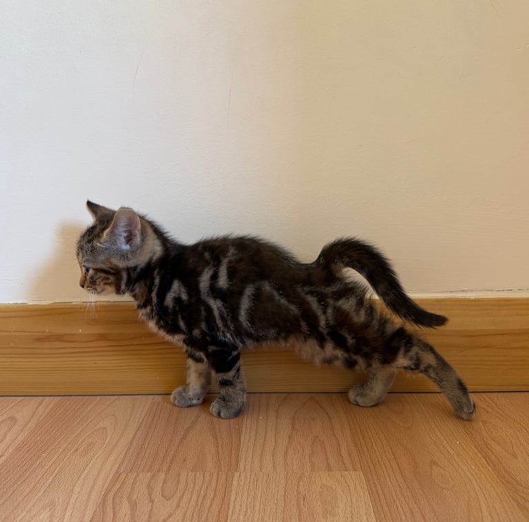 Kitten 