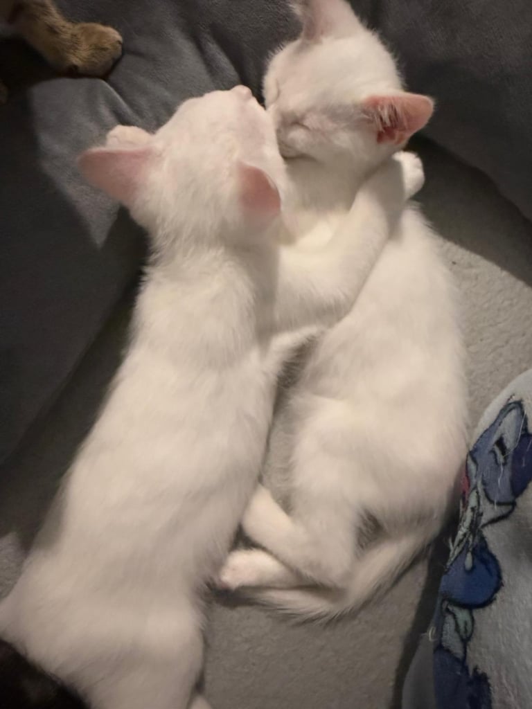 Turkish angora kittens 