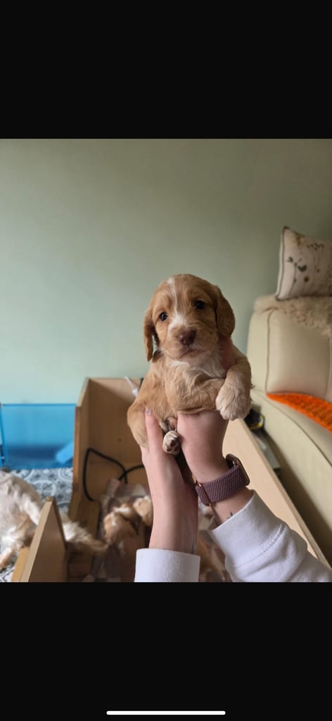 Stunning cocker spaniels 