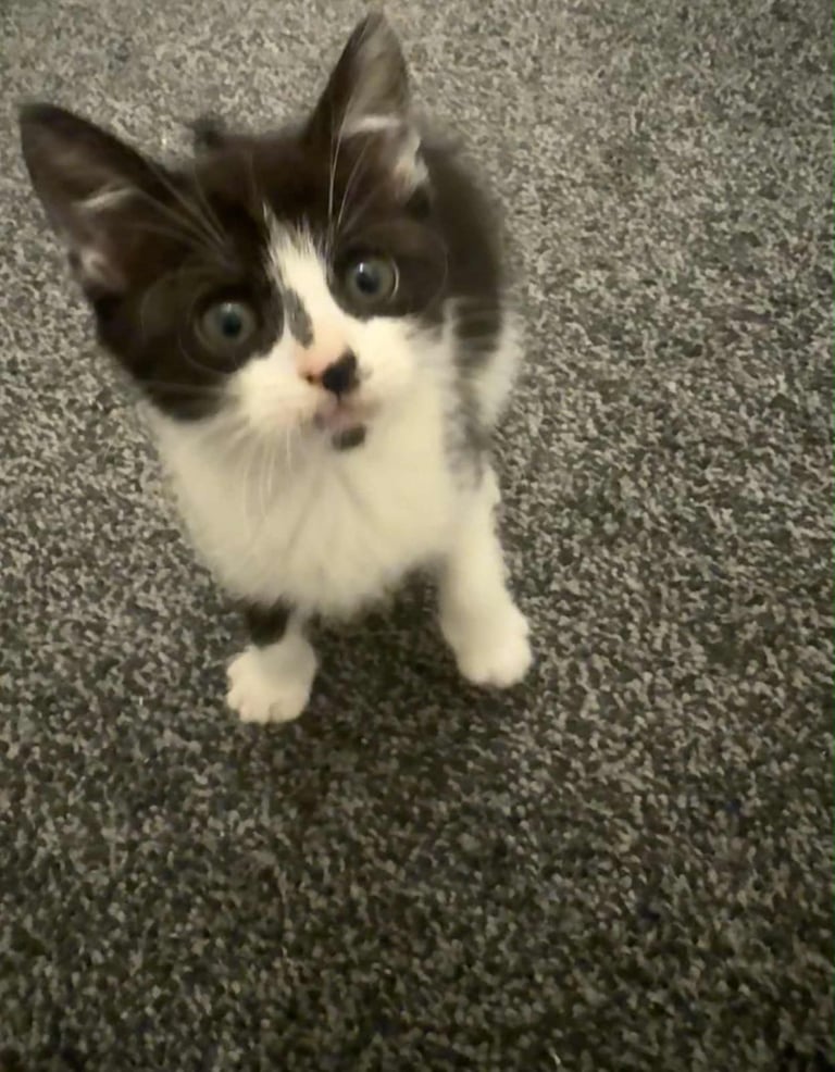 image for 9 week kitten