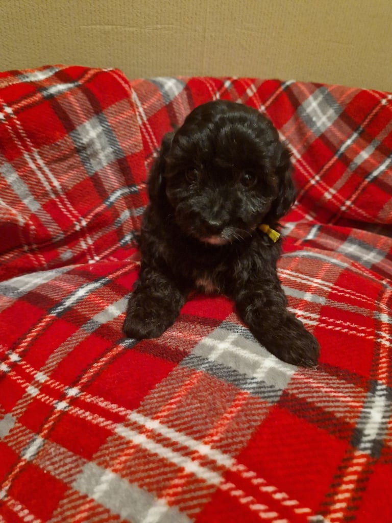 6 ADORABLE Teddy Shihpoos 