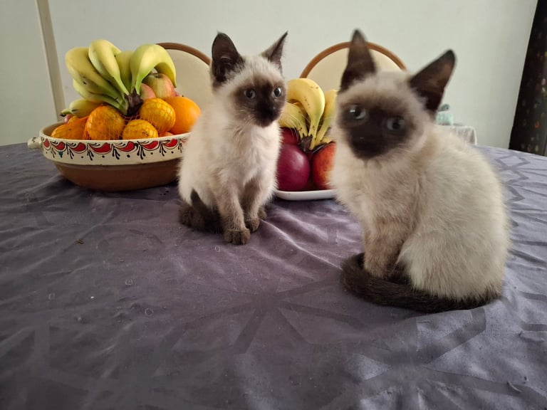 image for Lovely siamese kittens