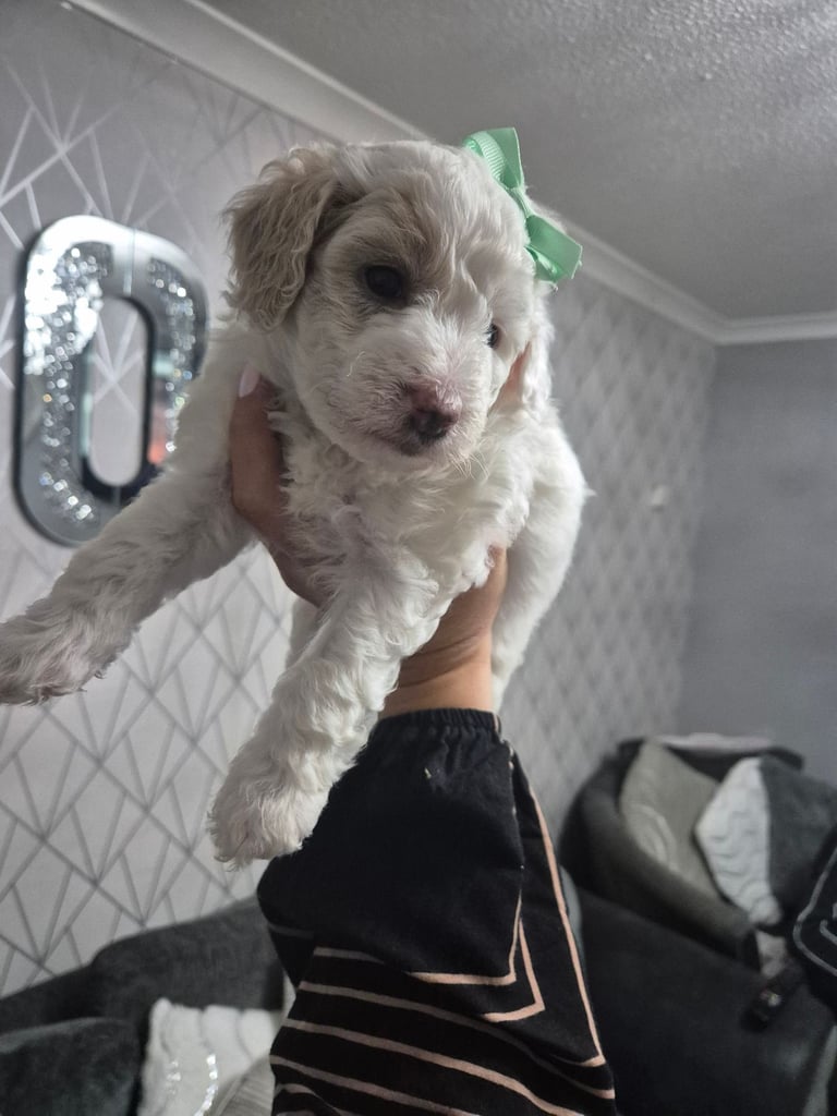 Poochon pups