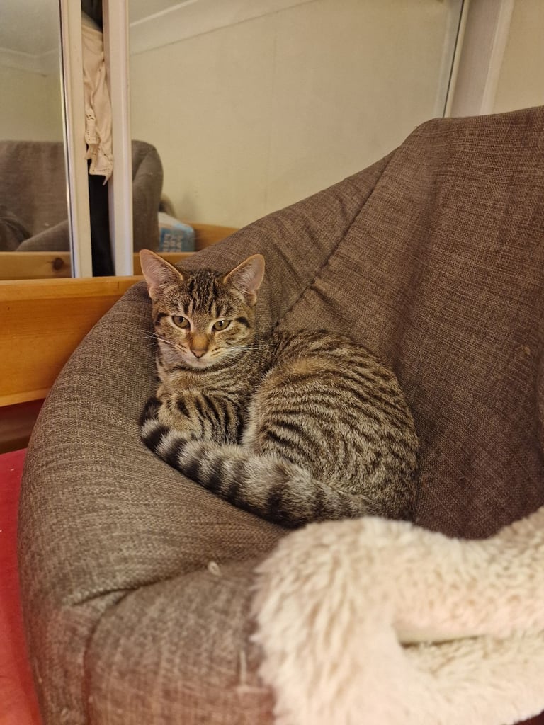 1 Female kittens up for sale