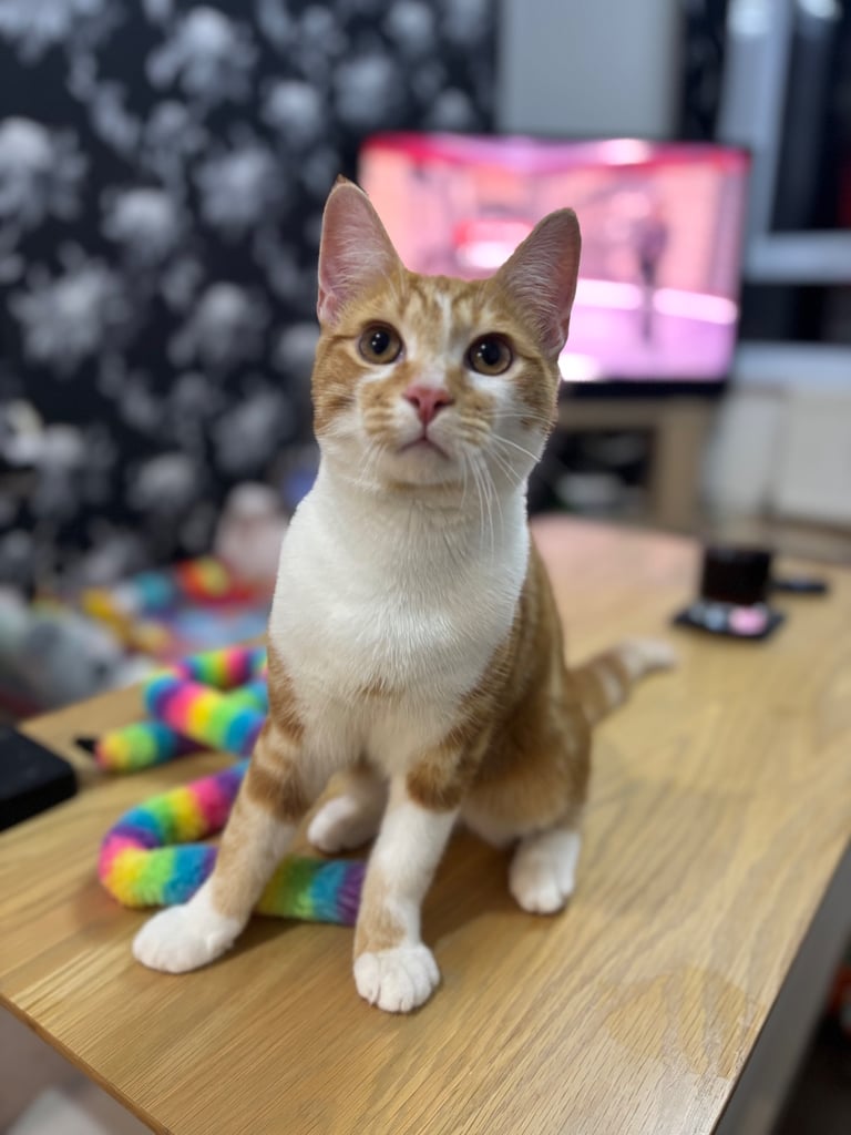 Ginger & white, MALE kitten 