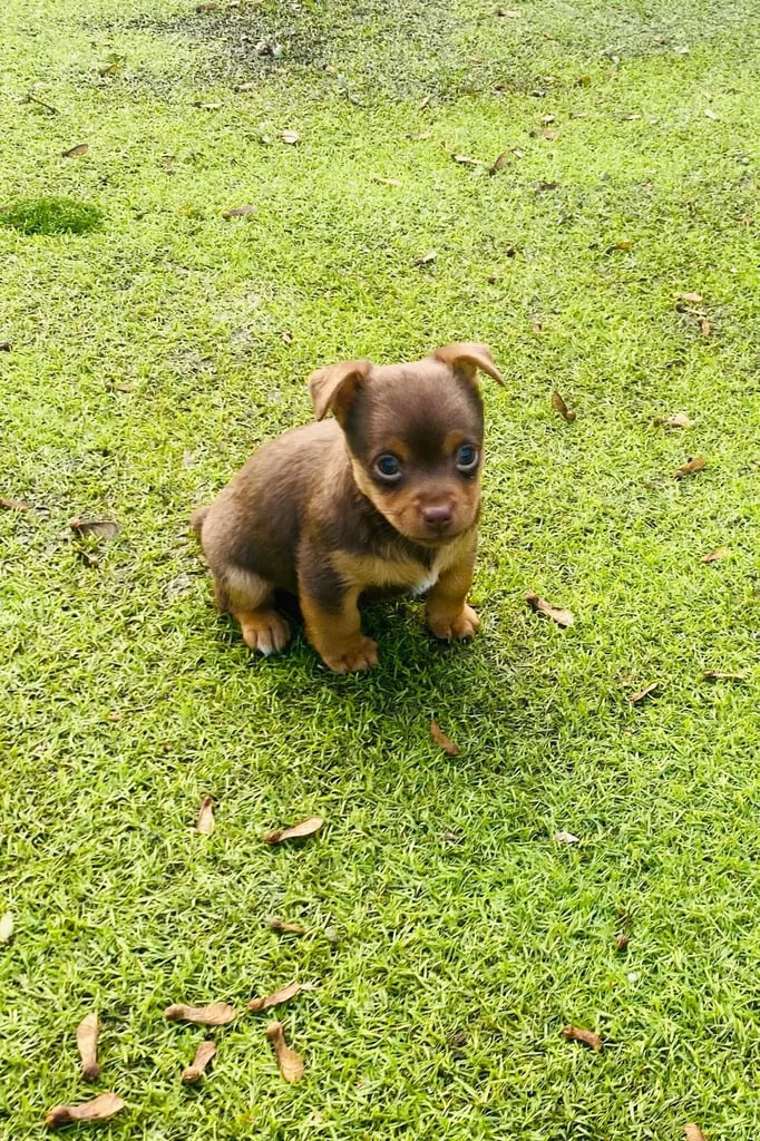 Gorgeous Miniature Jack Russell Puppy For Sale