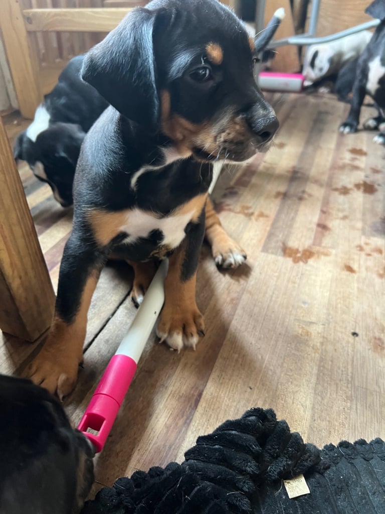 Old Tyme English Bulldog x Sproodle Puppy - Boy