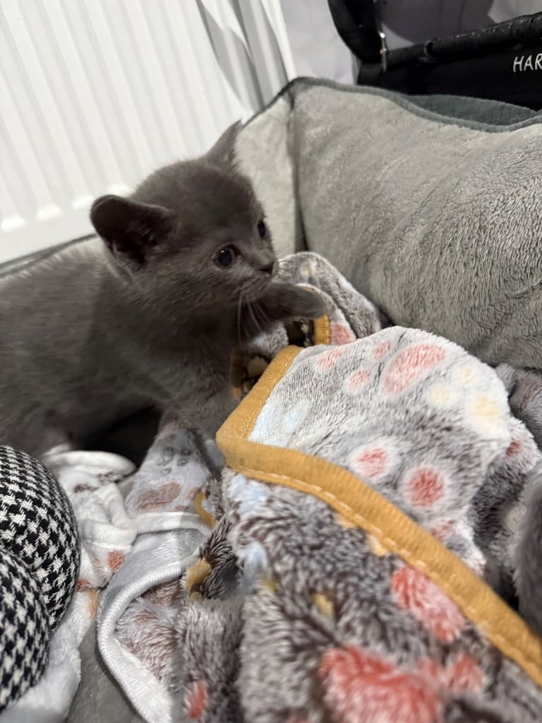 Ragdoll x British shorthair mix kitten 