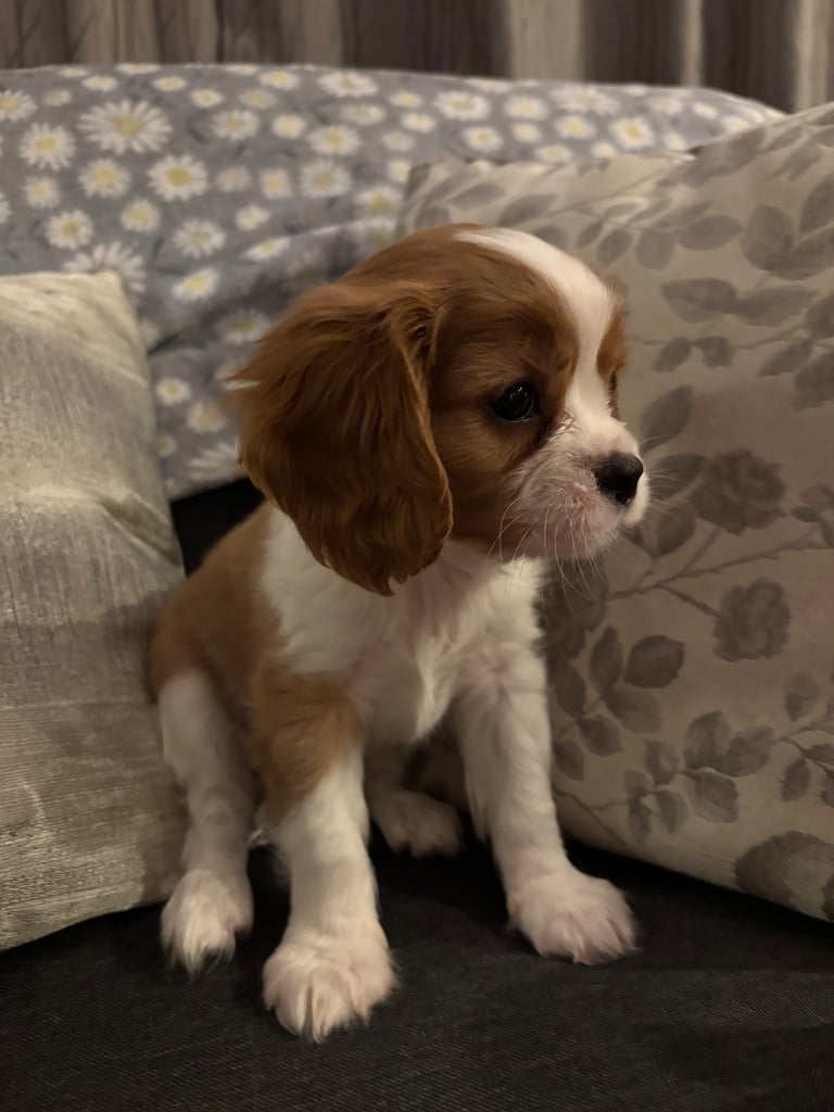 Cavalier King Charles spaniel puppy for sale