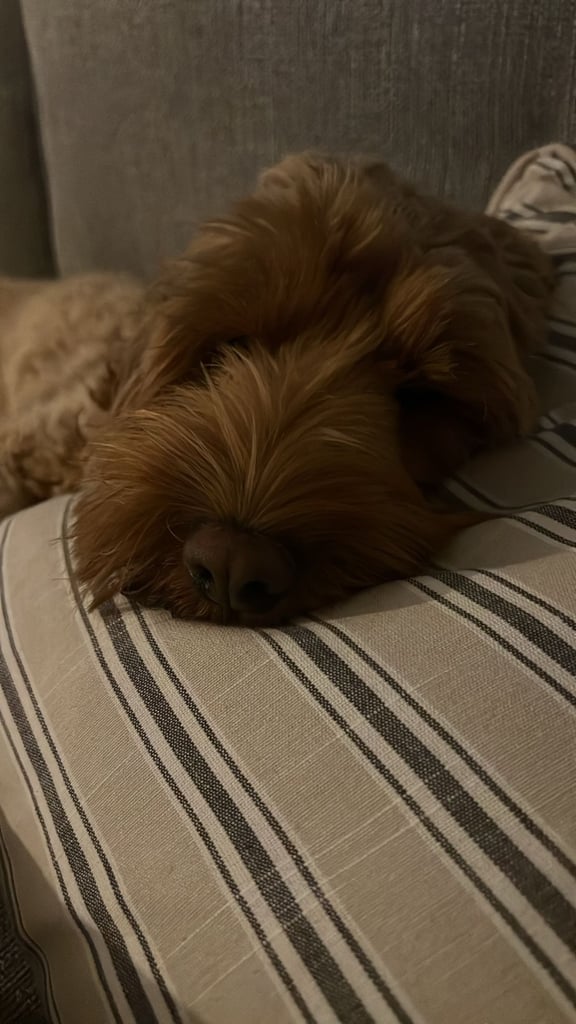 Cockapoo 18 months old 
