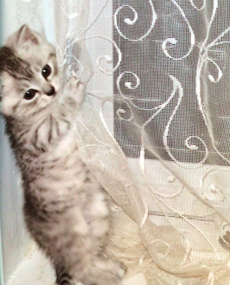 Exquisite Part Ragdoll Silver Tabby and Tabby & White Kittens